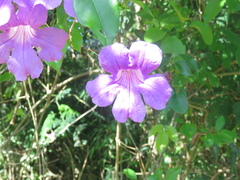 Bignonia callistegioides