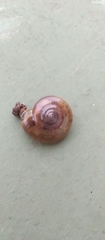 Macrochlamys indica