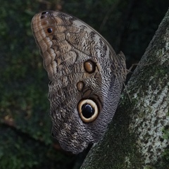 Caligo telamonius menus