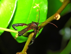 Meropachyini