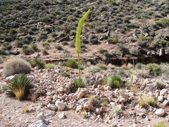 Coleogyne ramosissima