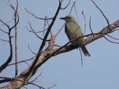 Tyrannus melancholicus