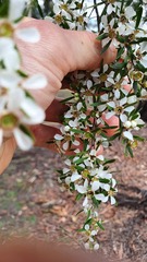 Leptospermum
