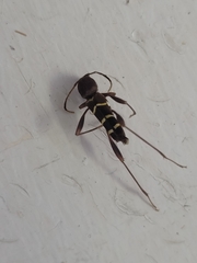 Neoclytus acuminatus