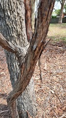 Leptospermum