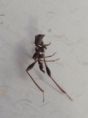 Neoclytus acuminatus