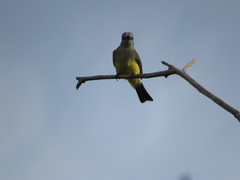 Tyrannus melancholicus