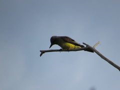 Tyrannus melancholicus