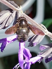 Xylocopa