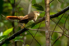 Syndactyla rufosuperciliata