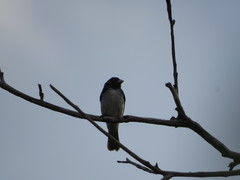 Sporophila nigricollis