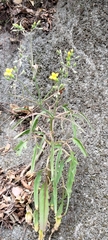 Kalanchoe integra