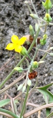 Kalanchoe integra