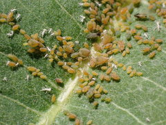 Aphis asclepiadis