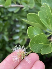 Pithecellobium keyense