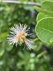 Pithecellobium keyense