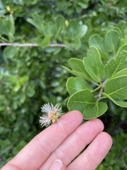 Pithecellobium keyense