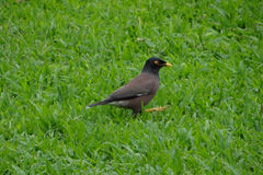 Acridotheres tristis