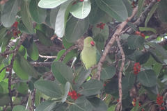 Psittacula krameri