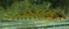 Etheostoma tallapoosae