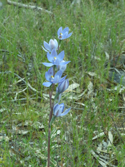 Thelymitra nuda