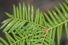 Chionaspis pinifoliae