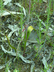 Thelymitra nuda