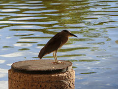 Nycticorax nycticorax