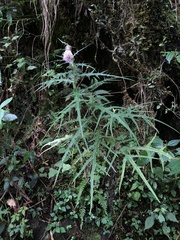 Cirsium tatakaense