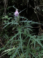 Cirsium tatakaense