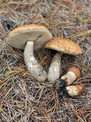 Leccinum