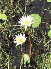 Nymphaea gracilis