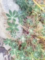 Lupinus huachucanus