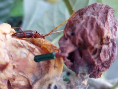 Chydarteres striatus