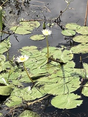 Nymphaea gracilis