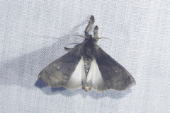 Desmoloma