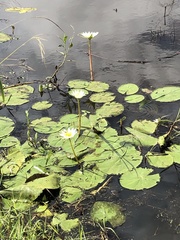 Nymphaea gracilis