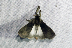Desmoloma