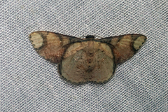 Image of Lipotaxia irregularis