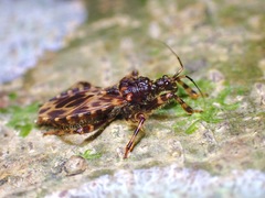 Acanthaspis inermis