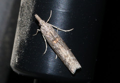 Crocydopora cinigerella