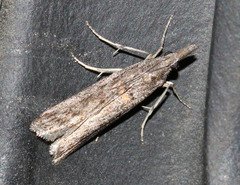 Crocydopora cinigerella