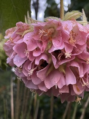 Dombeya × cayeuxii