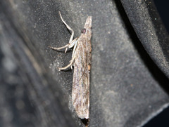 Crocydopora cinigerella