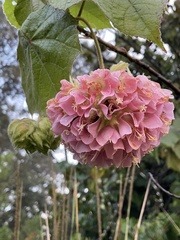 Dombeya × cayeuxii