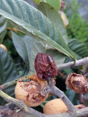 Chydarteres striatus