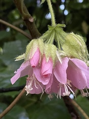 Dombeya × cayeuxii