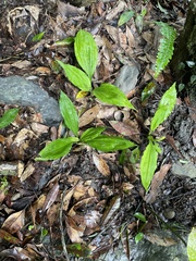 Calanthe triplicata