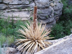 Agave utahensis kaibabensis
