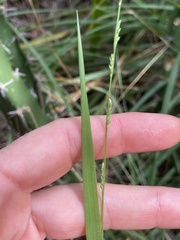 Setaria chapmanii